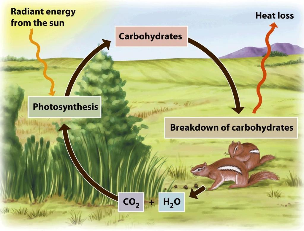 Energy Flow in the Biosphere an Open System - Living organisms are thermodynamically open systems that tend to maintain a steady-state rather than reach equilibrium ( G 0) doing so would equate to