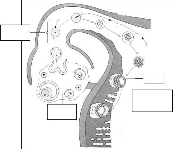 4. Rajah 4 menunjukkan proses X yang berlaku dalam sistem pembiakan perempuan. Diagram 4 shows a process in the female reproductive system.