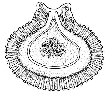 reproduction Gemmules structure for surviving adverse conditions Archaeocytes (amoeboid