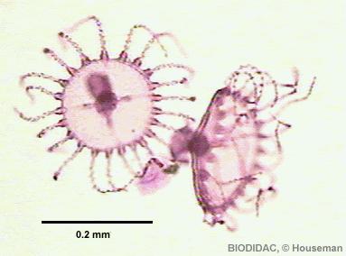taxonomy PHYLUM CNIDARIA CLASS HYDROZOA all medusa have characteristic velum ORDER HYDROIDEA