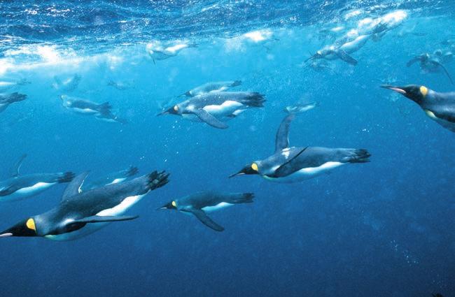 Penguins can stay underwater for long periods of time. Some can stay up to 30 minutes without coming to the surface of the water to breathe. As they swim, penguins look for food.