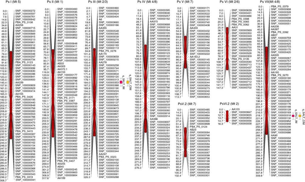 Fig. 7.5. Genetic linkage map of Pisum sativum prepared using 120 RIL derived progeny from the Kaspa x Parafield cross.