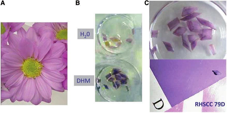 Violet blue chrysanthemums by metabolic engineering Table 1 HPLC analysis of anthocyanidins and flavones detected in the petals of chrysanthemum cultivars Cultivar Color Cya Lut (3 0 4 0 ) Dios (3 0