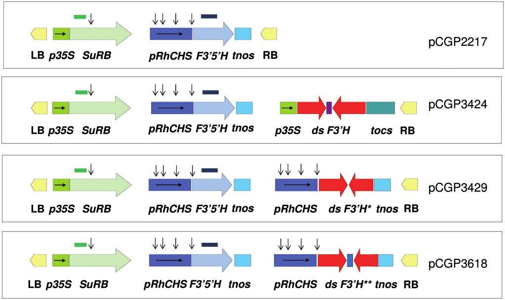Violet blue chrysanthemums by metabolic engineering Fig. 4 Schematic representation of the T-DNA components of selected binary plasmid vectors used for plant transformation.