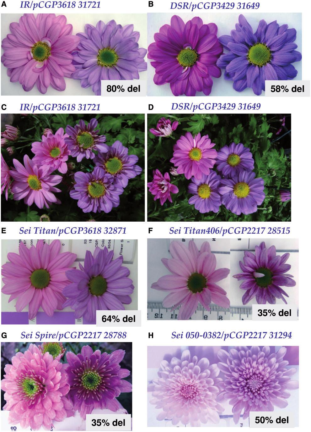 F. Brugliera et al. Fig. 5 Inflorescence color changes with the production of delphinidin-based anthocyanins (A H). The host is on the left and the transgenic on the right.