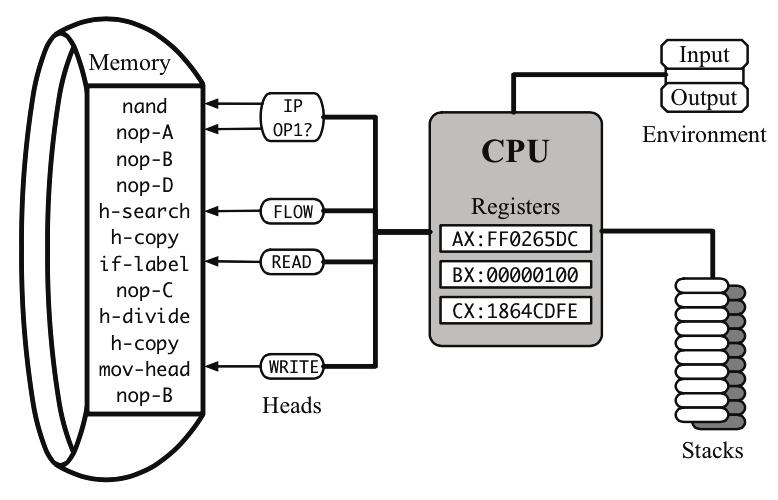 evolution in the origin of complexity (Zaman et al., 2014). Figure 1: The avidian CPU in the process of executing a segment of code.