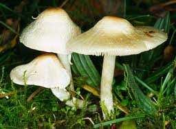 Slika 5.8: Gljive Gljive (mushroom mu): ovaj skup podataka uključuje opise hipotetičkih uzoraka koji odgovaraju 23 vrsti gljiva Agaricus i Lepiota familiji [Schlimmer, 1987].