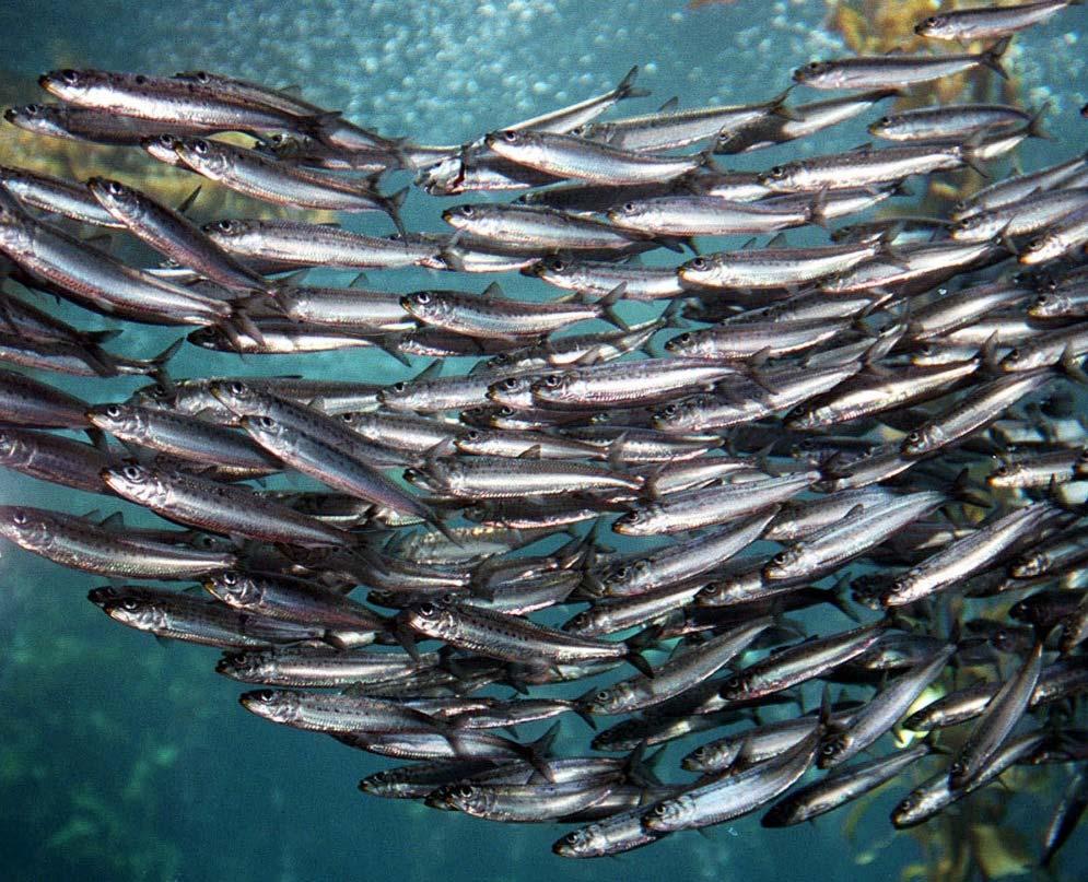 Impacts in Pictures The northern Pacific sardine population (from Mexico to British Columbia) has plummeted 97 percent since 2006.