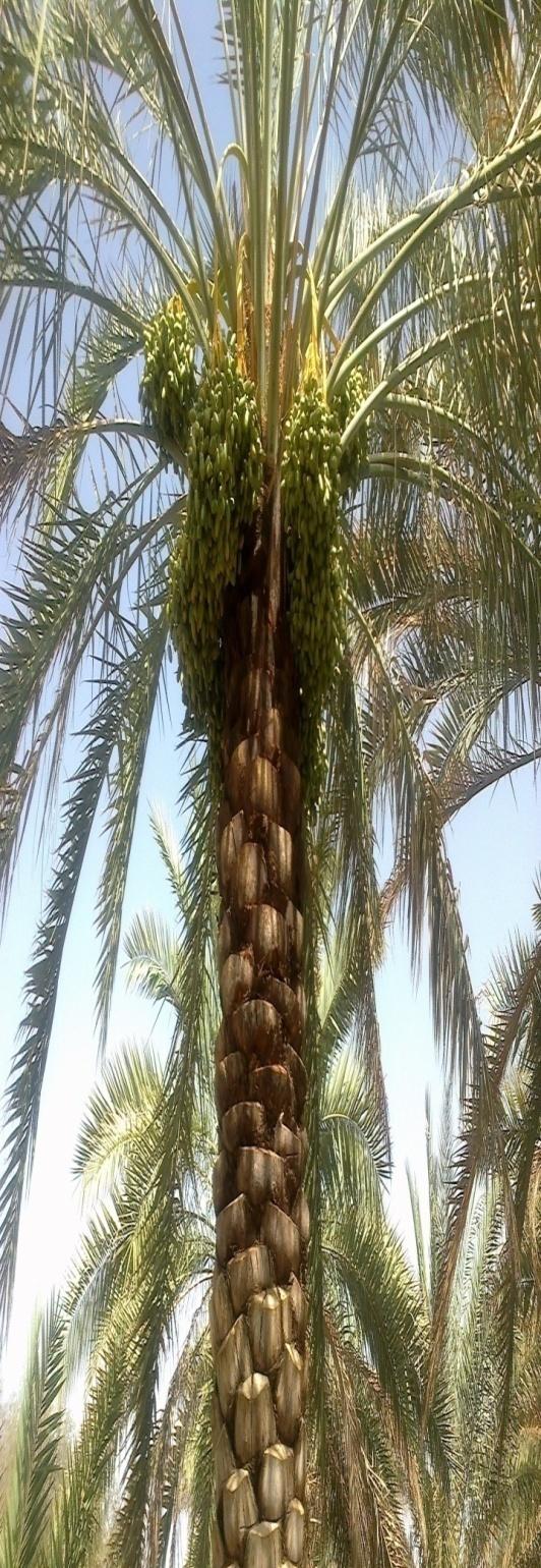 Date palm leaflets ~180,000 tons of palm leaflets are produced annually with no use El-Shafey E. I., Al-Lawati H., Al-Sumri A.