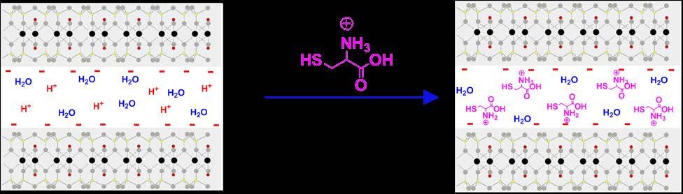 Increasing amount of intercalated organic compound 2nd step: intercalation of Cysteine -