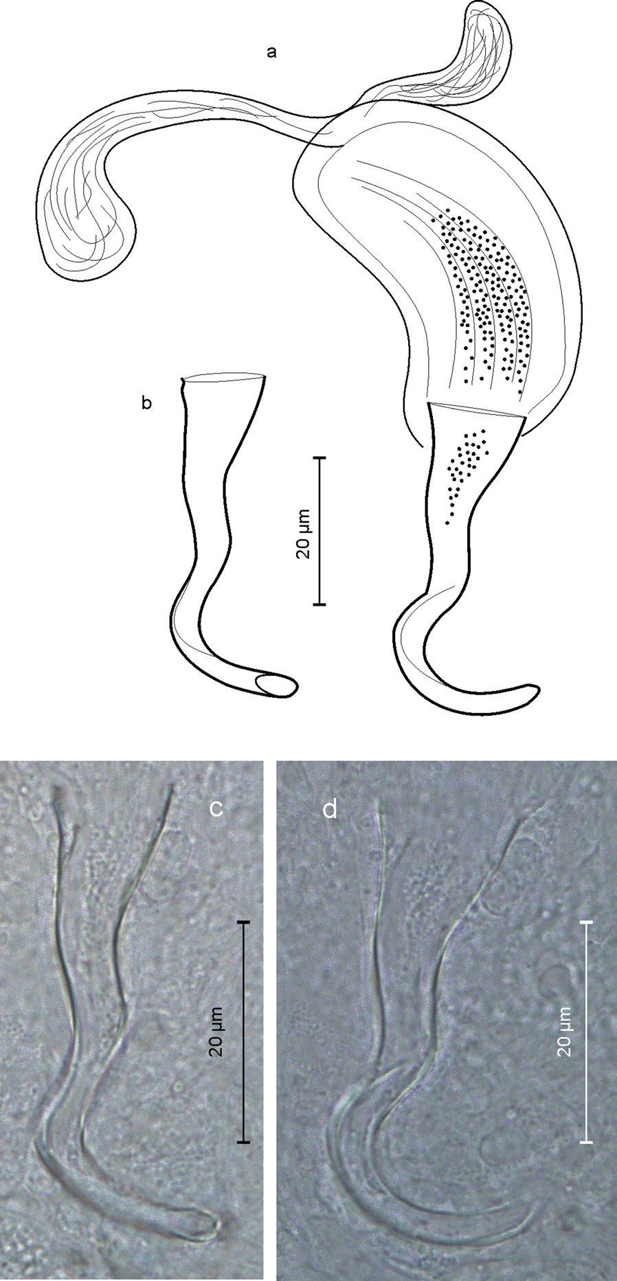 Page 23 of 33 Ax 2008 while the lamina in H. obtusituba Luther 1946 is very small; (3) the extraordinary size of the frontal rhabdites. Haloplanella spiralis n. sp. (Fig.