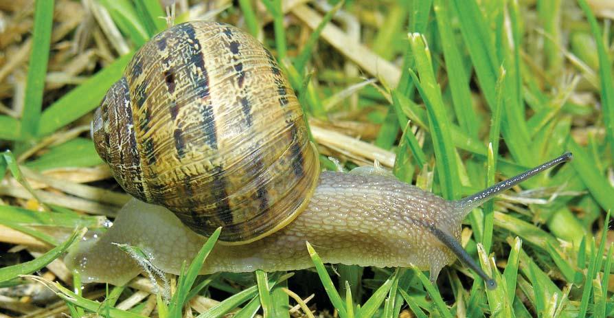 The issues of snail and slug control, and best pest management practices are beyond the scope of the present review.