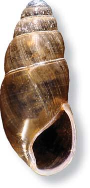 Species treatments SNAILS Family: Cochlicopidae Pilsbry, 1900 Small, elongate snails, generally highly glossy and somewhat translucent.