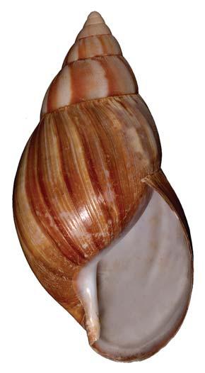 FIGURE 14. Achatina fulica hamillei Petit, 1859, Zanzibar, length 112 mm (NMW Z1981.1180).