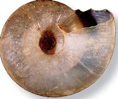 Aegopinella nitidula (Draparnaud, 1805) (smooth glass snail, waxy glass snail) Figure 20 Helix nitidula Draparnaud 1805: 117. Type loc.: France.