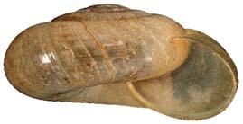 Oxychilus cellarius (Müller, 1774) (cellar glass snail) Figure 22 Helix cellaria Müller 1774: 28; Benson 1850: 217. Zonitoides cellarius; Gibbons 1878: 367. Hyalina cellaria; Gibbons 1879: 282.