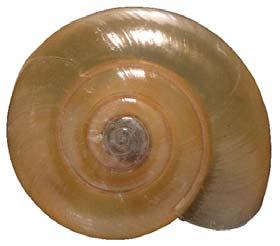 Oxychilus draparnaudi (Beck, 1837) (Draparnaud s glass snail, dark-bodied glass snail) Figure 23 Helix (Helicella) draparnaldi Beck 1837 (in 1837 8): 6 [nom. nov.