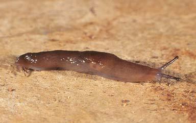 Deroceras laeve (Müller, 1774) (marsh slug, smooth slug, brown slug, meadow slug) Figures 36A,B; 37 Limax laevis Müller 1774: 1.