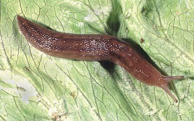 Limacid slugs are primarily herbivorous and frequently cause damage to agricultural crops and garden plants. Reproductive behaviour sometimes involves complex courtship and mating rituals.