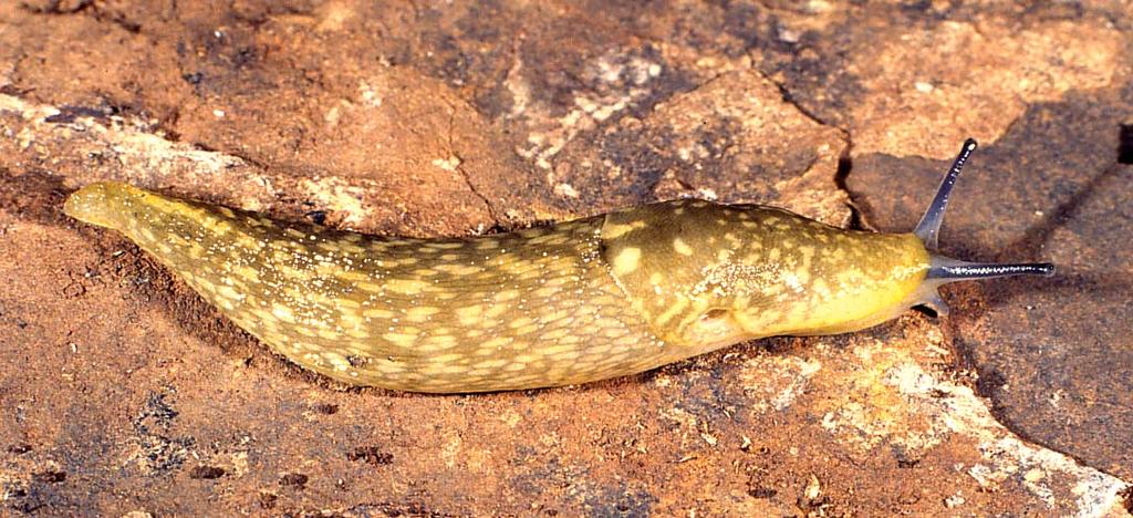 bands on either body or mantle shield; foot sole pale yellow, longitudinally tripartate; body mucus yellow. Extended length 75 100 mm, exceptionally up to 120 mm long. FIGURE 43.