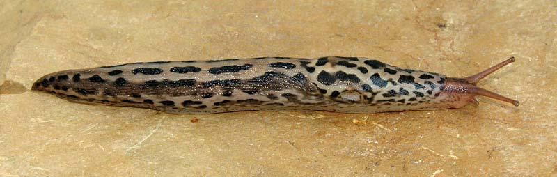 FIGURE 44. Limax maximus Linnaeus, 1758, Newlands Forest, Cape Town, W. Cape, length ± 75 mm (NMSA W5045 [2006]). fungi, as well as domestic refuse and pet food.