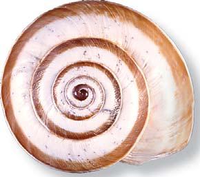 pisana, and frequently tinged with brown (not pink). Diameter usually less than 20 mm, rarely up to 25 mm.