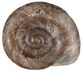 Description: Shell small, lenticular; sculptured with irregular, close-set, axial riblets and with sparse periostracal hairs; umbilicus moderately wide; ground colour brownish, patterned with