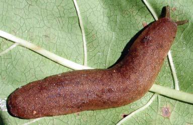 slugs are characteristic and all interceptions at ports of entry should be quarantined and investigated.