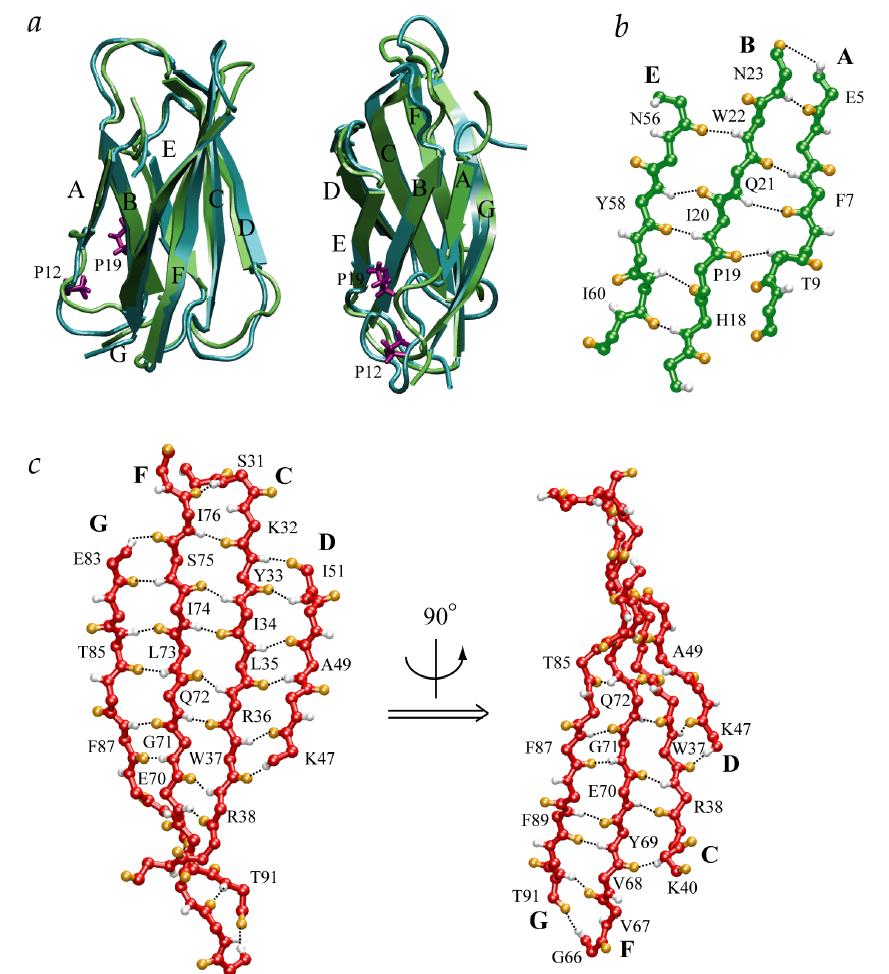 Architecture of beta-sheets This protein