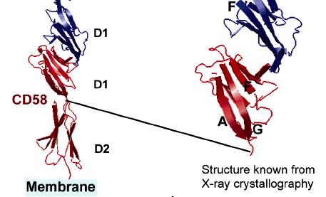 CD2 and CD58 contain Ig domains 0.05 Å / ps slow Model Based on Crystal Structure: Wang et al.