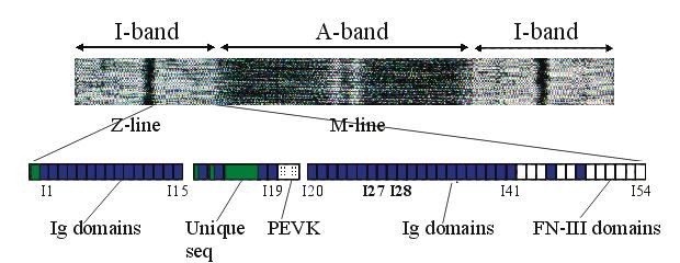 Titin the Longest Protein in the Human Genome titin I-band sarcomere 2 mm I1 PEVK region; random coil I27 I41 Under weak forces, the PEVK region extends