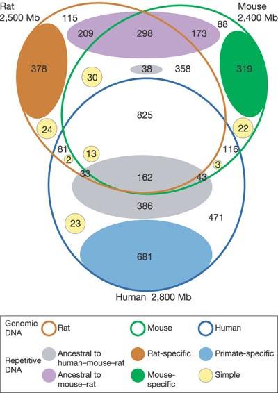 Fig. Q.6. Venn Diagram showing common and distinctive sequences in humans and two rodents.