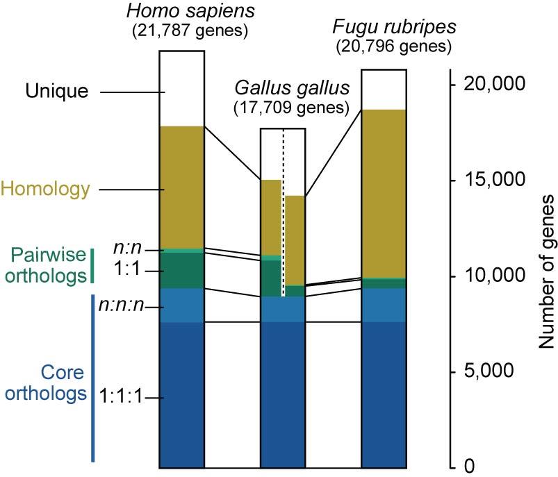but cannot be definitively assigned as orthologous. Intriguingly, about 4,000 human genes do not have a clear homolog in either chicken or fish. These may encode mammal-specific functions. Fig. Q.11.
