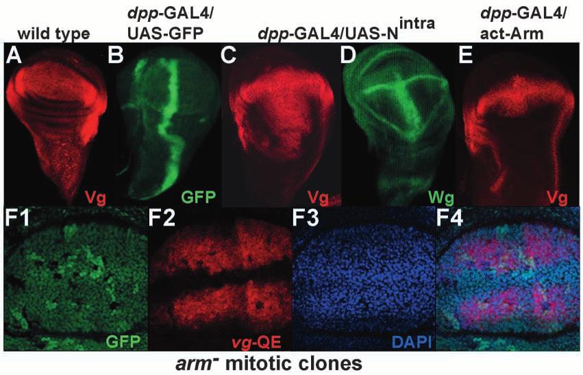 Haltere development in Drosophila 1541 Fig. 3. Wg signaling is required, but is not sufficient to activate vg-qe.