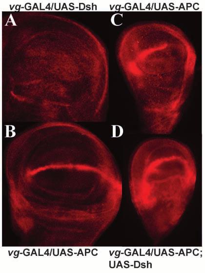 Haltere development in Drosophila 1543 Fig. 5. Ubx-mediated inhibition of Arm stabilization is downstream of Sgg function. All discs in this figure are stained with anti-arm antibodies.