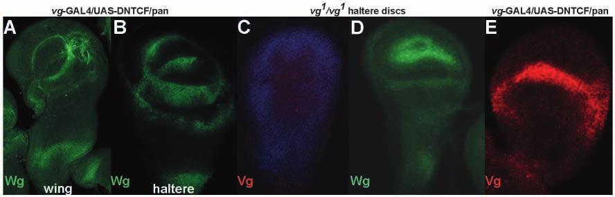 1544 P. Mohit, R. Bajpai and L. S. Shashidhara Fig. 6. Differential regulation of Wg and Vg in wing and haltere discs.