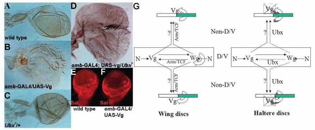 Haltere development in Drosophila 1545 Fig. 8. Haltere-to-wing homeotic transformations induced by ectopic Vg. (A) Wild-type haltere.