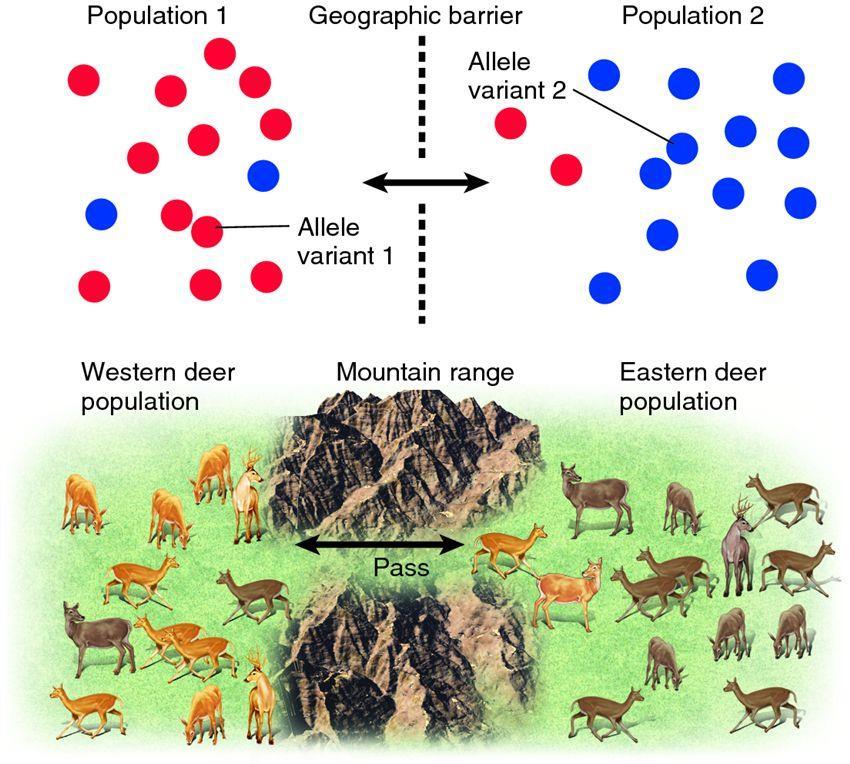 Gene Flow Migration of individuals or
