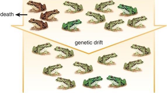 Genetic Drift Genetic drift random changes in allele