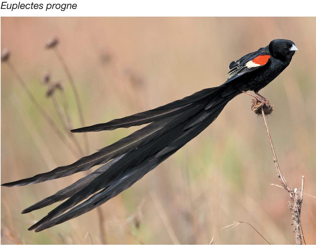 Nonrandom mating can change genotype or allele frequencies Studies of African long-tailed widowbirds showed that females preferred males with longer tails.