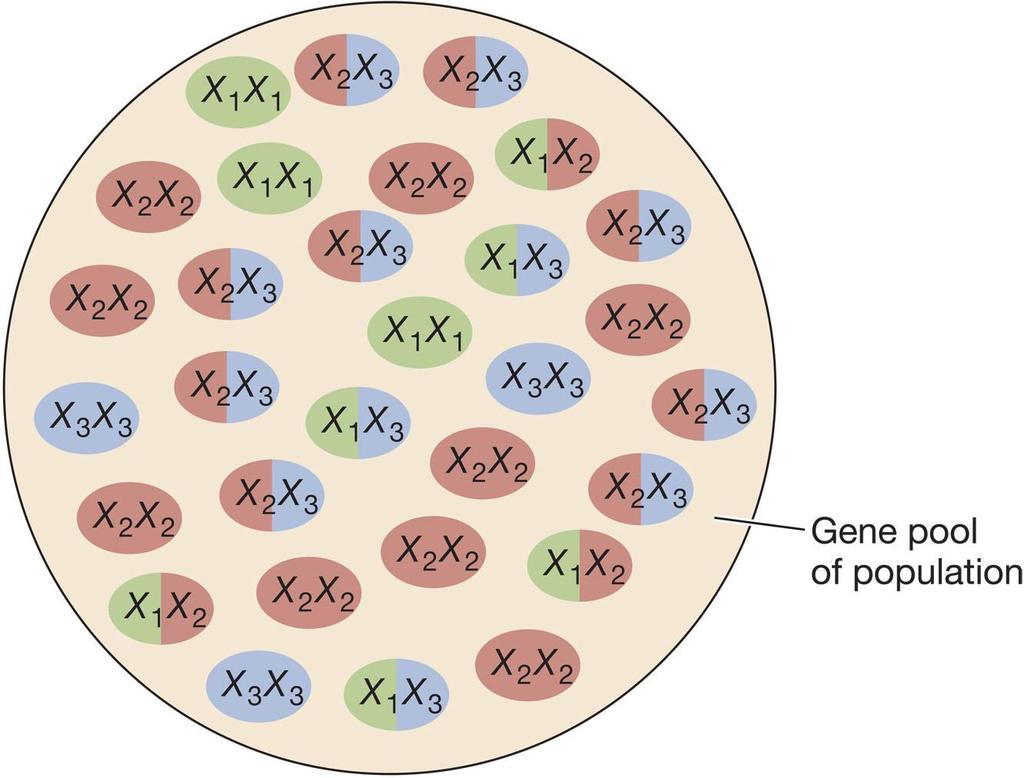 Figure 15.3 A Gene Pool Each oval represents a single individual Three Allelles X 1, X 2, X 3 exist at a locus X in this population.