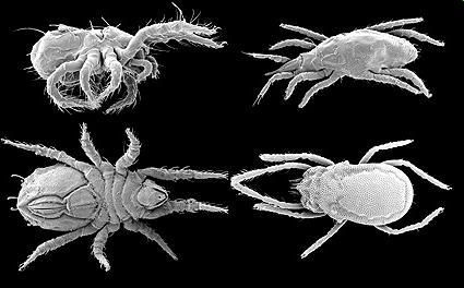 Microarthropods: Mites Photograph by D.E. Walter & C.Meacham Acariformes: Examples of four acariform mites from rainforest litter in Queensland. Upper left - Archeonothridae (Stomacarus sp.