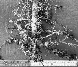 The root system of a tobacco plant that was heavily infested with root-knot nematodes, which stunted the roots and