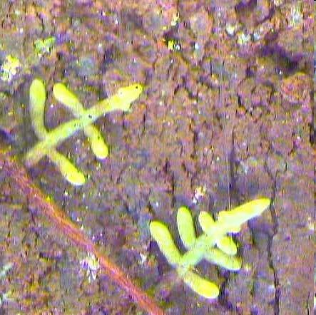 Ectomycorrhizae Endomycorrhizae Thelephoroid