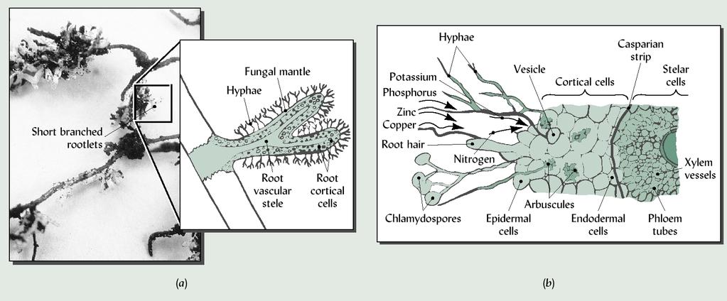 Figure 10.14 Diagram of ectomycorrhiza and arbuscular mycorrhiza (AM) associations with plant roots.