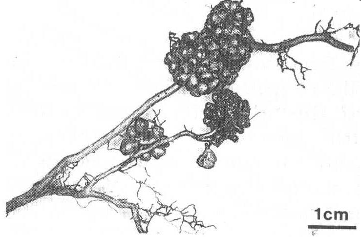 (Actinorhizal) Clover nodules with