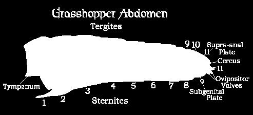 Abdomen An insect abdomen: 11-12 segments (often hard to