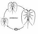 Insect Metamorphosis (Fig.