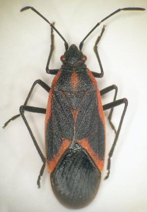 Order Hemiptera (Fig. 6-10) Ex. Stinkbug, bedbug boxelder beetle, squash Grad.