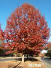 Scientific Names Example: Red Oak Can be